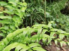 -龙苍沟森林公园