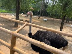 -大连森林动物园