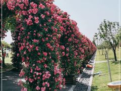 -广富林郊野公园