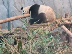 -深圳野生动物园