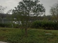 -昆山城市生态森林公园