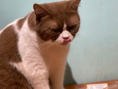 -猫小院猫主题餐厅(三里屯店)