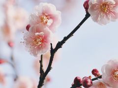 -无锡梅园公园