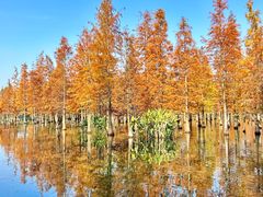 -白鹭湾湿地公园