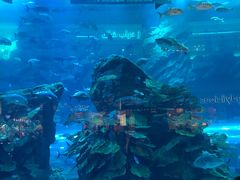 -迪拜水族馆及水下动物园