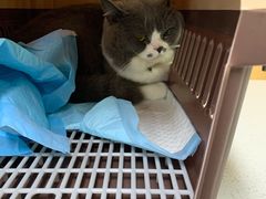 -联合动物医院(光谷诊疗中心)