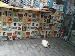 -喵屿·大理花园猫咖