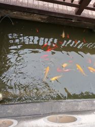 -安琪朵朵独栋花园月子中心