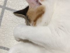-联合动物医院(光谷诊疗中心)