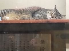 -猫咪博物馆(顶澳仔猫街店)