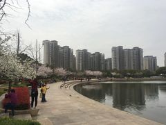 -新江湾城公园