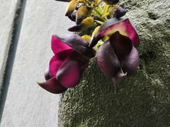 -四川大学(华西校区)