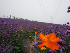 -紫颐香薰山谷景区