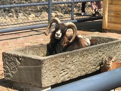 -长白岛森林公园