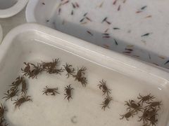 -中环花鸟鱼虫市场