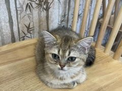 -楼上猫咖(罗湖店)