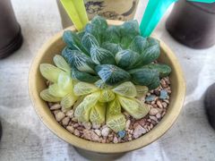 -金陵花卉交易市场