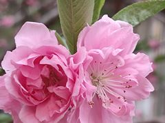 -海棠花溪(元大都城垣遗址公园)