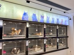 -翊宠yipet猫狗购宠庄园