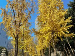 -重庆市江北嘴中央商务区中央公园