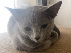 -琪喵猫屋·撸猫猫咖·猫舍