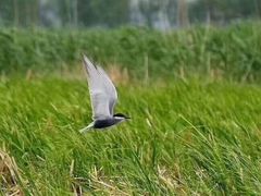 -白渔泡湿地公园