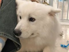 -共舞时光猫咖·狗咖(新街口店)