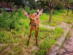 -帽儿山国家森林公园