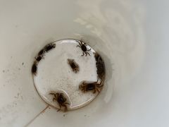 -上海吴淞炮台湾国家湿地公园