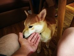 店内小狗-柴务处·柴犬主题狗咖