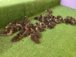 -萌宠亲子动物乐园(槐房万达店)