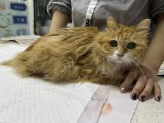 -纳吉亚猫专科动物医院·北北分院