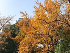 -四川大学(华西校区)