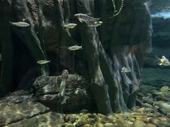 -江和美海洋公园