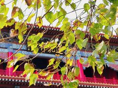 -广州莲花山旅游区