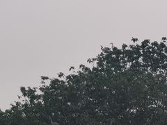 -海珠湖公园