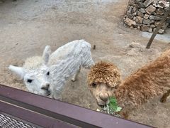 -青岛森林野生动物世界
