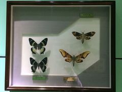 -上海昆虫博物馆