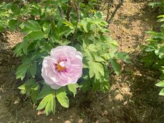 -洛阳市隋唐城遗址植物园