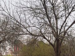 -桃花堤公园