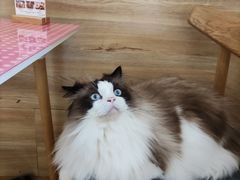 -滚猫咖啡·猫咖·猫友好撸猫(未来城店)