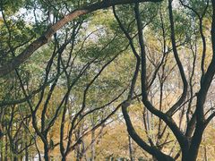 -上海共青森林公园