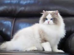 -青奢宠物·青奢猫舍