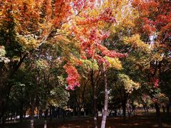 -大兴滨河森林公园