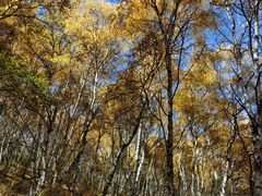 -苏木山森林公园