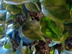 -青年公社烤鸭(蜀山万象汇店)