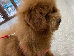 -安安宠医·安宠宠物医院