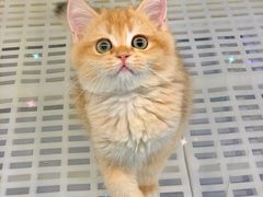 -lincat·猫舍(广州店)