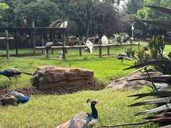 -昆明动物园
