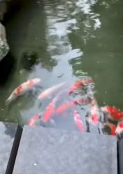 -宝生月子中心(独栋园林·福田店)